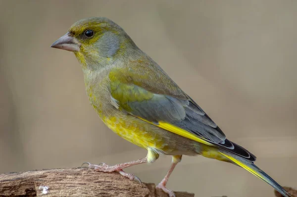 Greenfinch Usedl Větev Lese Chloris Chloris Francie — Stock fotografie