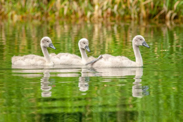 Pollito Cisne Mudo Nadando Río Tranquilo Primavera Cygnus Olor Francia — Foto de Stock