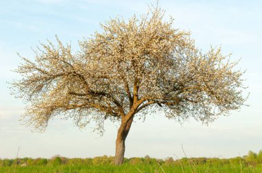 İlkbaharda elma çiçeği. Fransa.