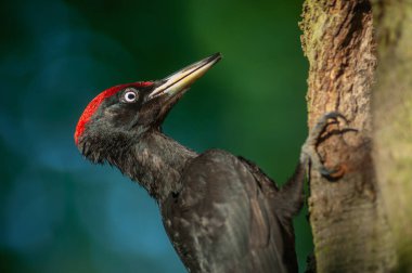 Kara ağaçkakan baharda bir kayın ağacının gövdesinde yuvasına yakın bir yerde. Fransa.