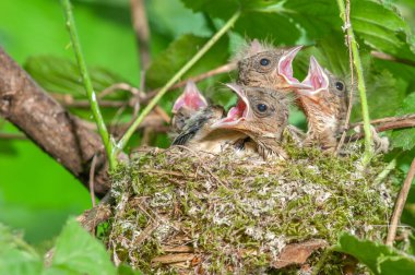 Yuvalarında gagaları açık civcivler (Fringilla coelebs). Fransa.