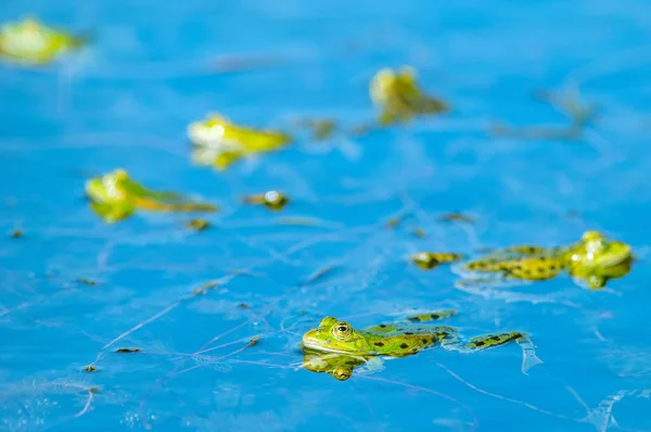 Marsh frog ( Rana ridibunda ) in a pond in spring. France.