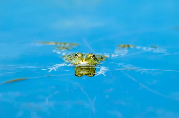 개구리 Rana Ridibunda 연못에서 프랑스 — 스톡 사진
