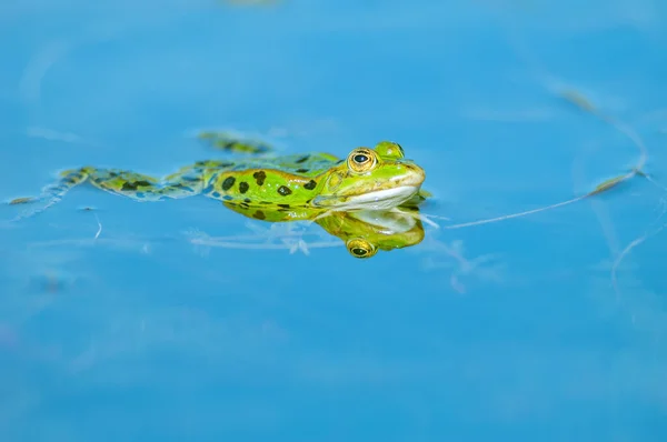 春には池に沼カエル リディブンダ フランス — ストック写真