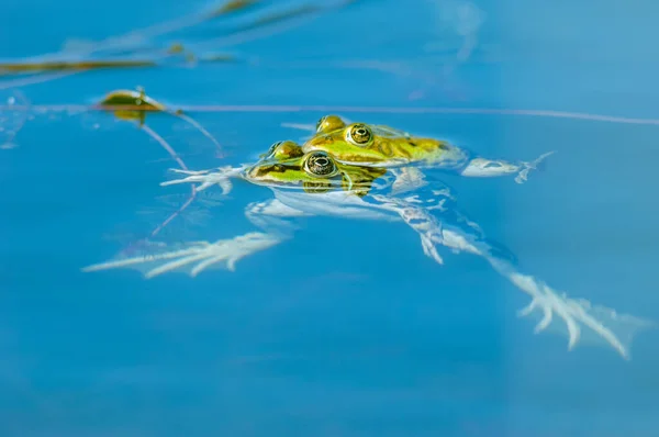 Sapo Pântano Rana Ridibunda Numa Lagoa Primavera França — Fotografia de Stock