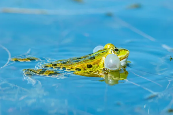 春には池に沼カエル リディブンダ 春に池の中に黒い頭をしたカエル リディブンダ カエルは声の嚢を膨らませて低音を放射する フランス — ストック写真