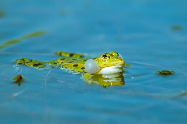 春天在池塘里的沼泽蛙 Rana Ridibunda 黑头青蛙 Rana Ridibunda 在池塘里 青蛙发出低音通过膨胀它的声囊 — 图库照片