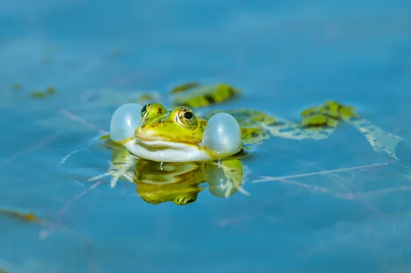 Marsh frog ( Rana ridibunda ) in a pond in spring. Black-headed frog ( Rana ridibunda ) in a pond in spring. Frog emitting its bass sound by inflating its vocal sacs. France.