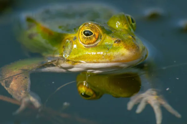 Sumpffrosch Rana Ridibunda Einem Teich Frühjahr Frankreich — Stockfoto