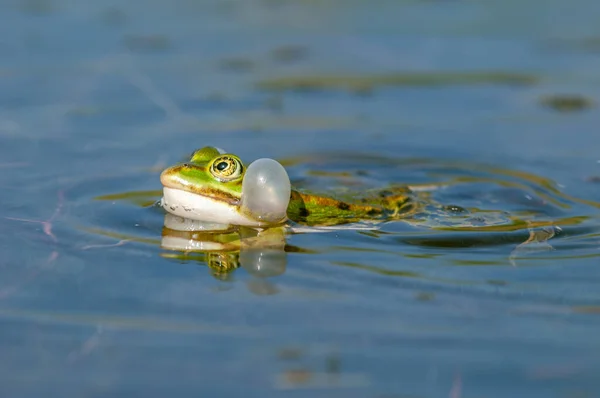 春には池に沼カエル リディブンダ 春に池の中に黒い頭をしたカエル リディブンダ カエルは声の嚢を膨らませて低音を放射する フランス — ストック写真