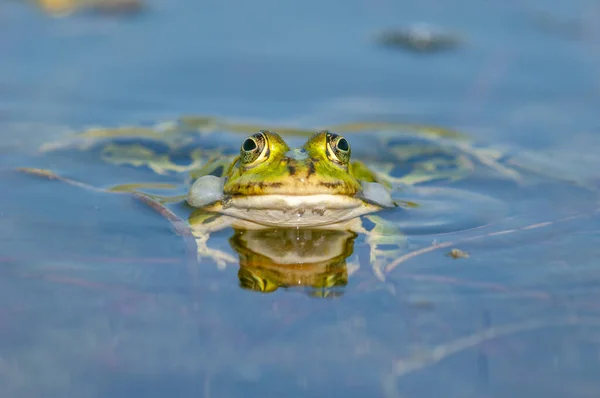 Sapo Pântano Rana Ridibunda Numa Lagoa Primavera Cabeça Preta Rana — Fotografia de Stock