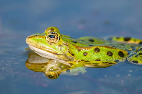 春には池に沼カエル リディブンダ フランス — ストック写真