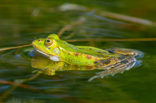 개구리 Rana Ridibunda 연못에서 프랑스 — 스톡 사진