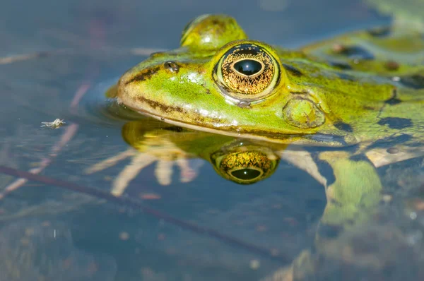 春には池に沼カエル リディブンダ フランス — ストック写真