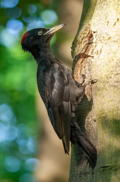 Zwarte Specht Buurt Van Zijn Nest Stam Van Een Beukenboom — Stockfoto