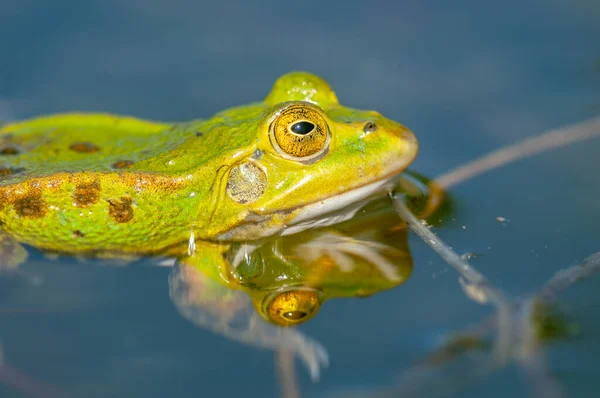 Rana Cabeza Negra Rana Ridibunda Estanque Primavera Francia —  Fotos de Stock