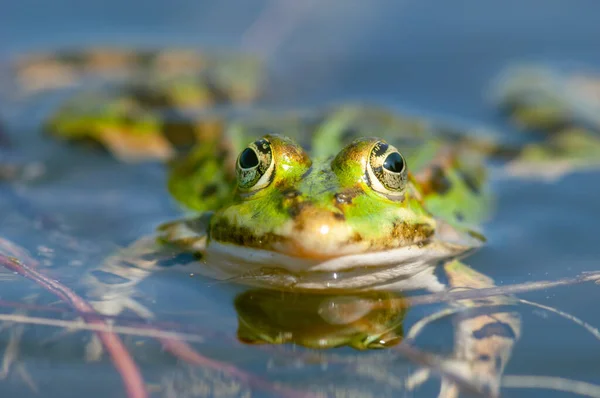 春には池に沼カエル リディブンダ フランス — ストック写真