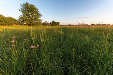 Baharda güneşli bir günde çiçek açan doğal çayır. Fransa.