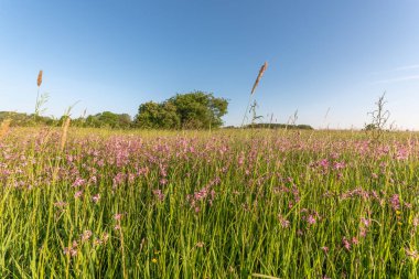 Baharda güneşli bir günde çiçek açan doğal çayır. Fransa.