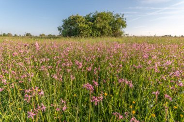 Baharda güneşli bir günde çiçek açan doğal çayır. Fransa.