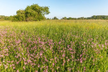 Baharda güneşli bir günde çiçek açan doğal çayır. Fransa.