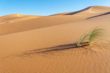 Erg Chebbi, Merzouga 'nın kum çölü, Fas' ın güneydoğusu. Gezginler için popüler bir hedef. Fas.
