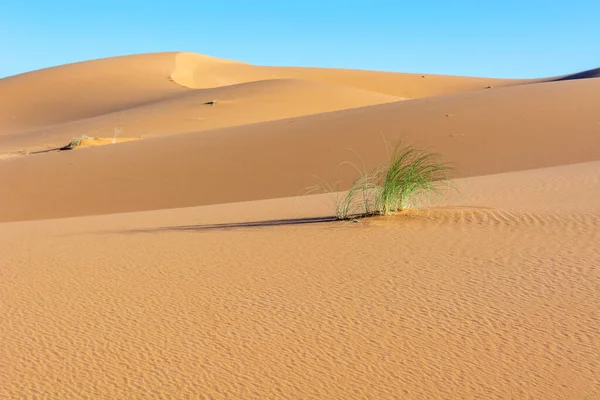 Erg Chebbi Merzouga Nın Kum Çölü Fas Güneydoğusu Gezginler Için — Stok fotoğraf