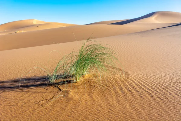 Erg Chebbi Merzouga Nın Kum Çölü Fas Güneydoğusu Gezginler Için — Stok fotoğraf