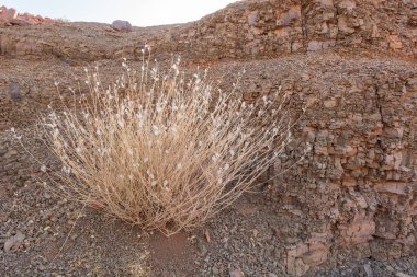 Fas 'ta bir çölde küçük taşlar ve çakıl taşları. Kuru ve mineral manzarası.