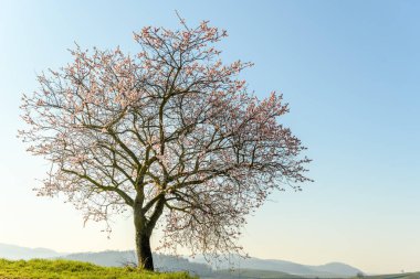 Tepelerde ilkbaharda açan pembe şeftali ağacı. Fransa.