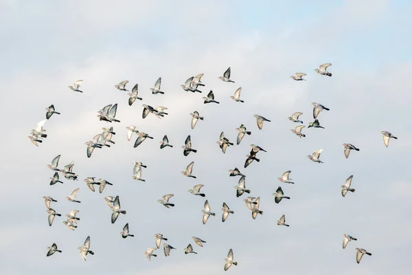 普通的鸽子成群结队地逃避鹰的攻击 — 图库照片