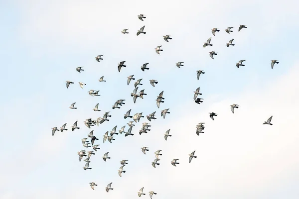 普通的鸽子成群结队地逃避鹰的攻击 — 图库照片