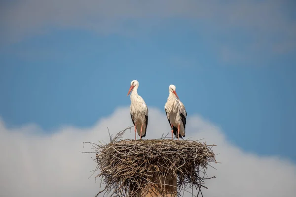 Några Vita Stork Ciconia Ciconia Deras Stora Slutet Vintern — Stockfoto