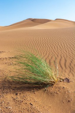 Erg Chebbi, Merzouga 'nın kum tepeleri, gezginler için gidilecek yer..