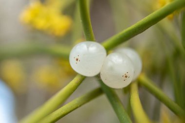 Bataklıkta ökse otu meyvesi (Viscum albümü), bir ağaca bağlı parazit bitki.