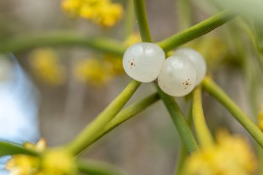 Bataklıkta ökse otu meyvesi (Viscum albümü), bir ağaca bağlı parazit bitki.