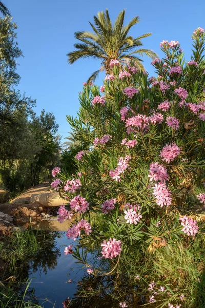 Oleander Palma Ogrodzie Maroku Oaza Pokoju Oaza — Zdjęcie stockowe