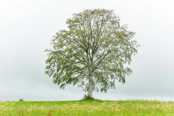 夏天的暴风雨天气里 在草地上孤零零的一棵树 — 图库照片