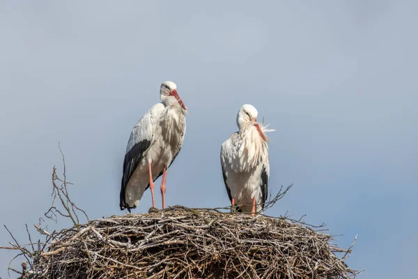 Couple Cigognes Blanches Ciconia Ciconia Sur Leur Grand Nid Fin — Photo