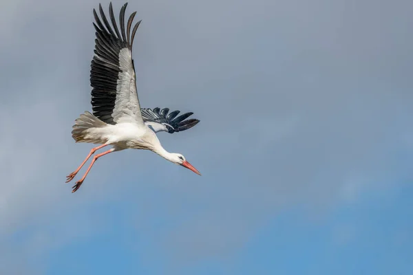 Vit Stork Ciconia Ciconia Flygning Slutet Vintern — Stockfoto