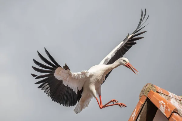 Vit Stork Ciconia Ciconia Flygning Slutet Vintern — Stockfoto