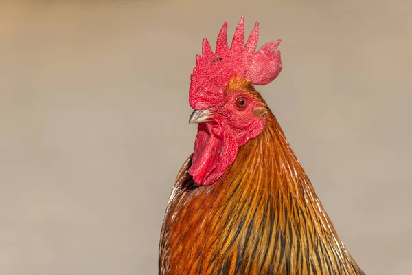 教育农场的农场公鸡的肖像 阿尔萨斯Rhinau的Agf教育农场 — 图库照片