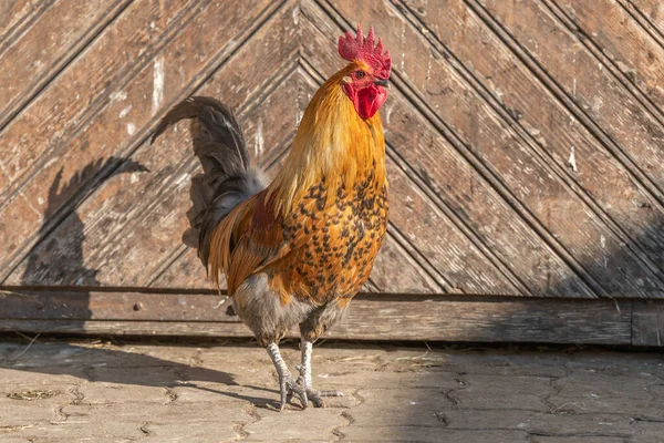 Farmyard Kakas Egy Oktatási Farmon Agf Oktatási Farm Rhinauban Elzászban — Stock Fotó