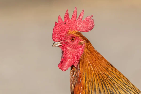 教育農場の農家の鶏の肖像画 アルザスのリナウにあるAgf教育農場 — ストック写真