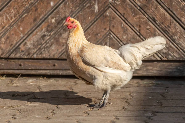 Hühner Auf Einem Lehrbauernhof Der Lehrbauernhof Agf Rhinau Elsass — Stockfoto