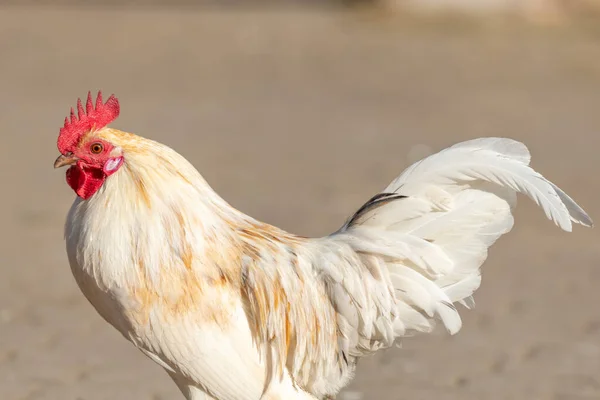 Farmyard Rooster Educational Farm Agf Educational Farm Rhinau Alsace — Stock Photo, Image