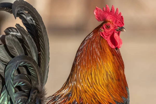 Portrét Farmářského Kohouta Vzdělávací Farmě Vzdělávací Farma Agf Rhinau Alsasku — Stock fotografie