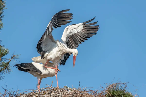 Några Vita Stork Ciconia Ciconia Uppvaktning Display Slutet Vintern — Stockfoto