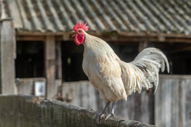 Çiftlikte öten bir horozun portresi. Eğitim Çiftliği, Alsace.