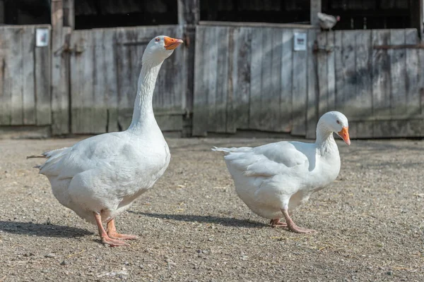 Hausgänse Anser Anser Domesticus Zweit Auf Einem Hof — Stockfoto